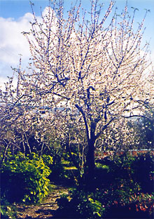 Der Garten im Januar