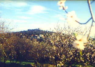 Garten, im Hintergrund Anhöhe